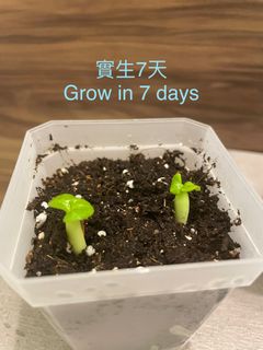 （分類：）位於 。 由 mrchan1008 提交（商品編號 1227023735，圖片 1）。簡介： 。