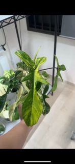 (Category: ) located in . Submitted by variegationaddicts (Listing ID 1232263111, Image 1). Description: .