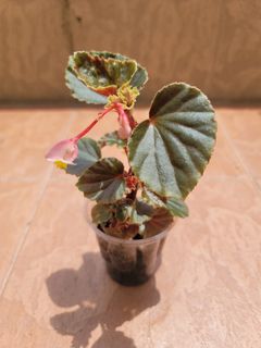 （分類：）位於 。 由 winwinchow22 提交（商品編號 1232167983，圖片 1）。簡介： 。