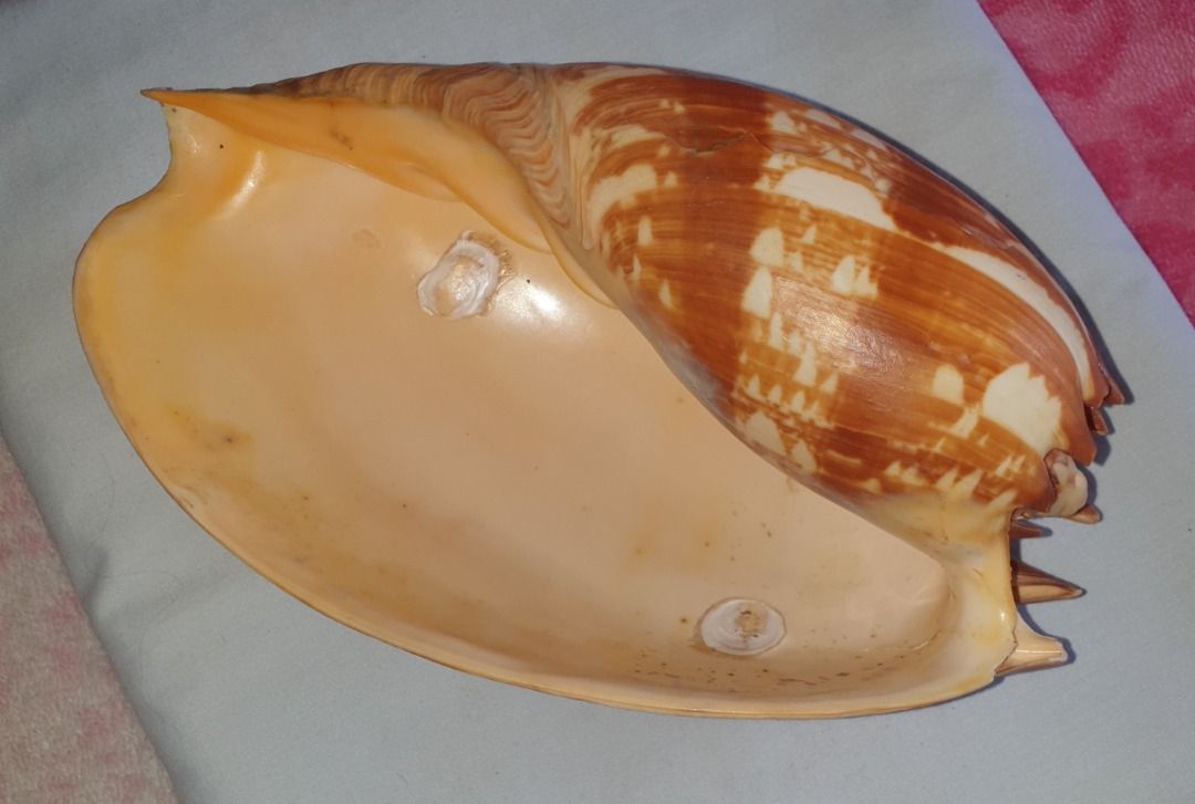 Melo Umbilicatus Shells - 11 - 12 inches