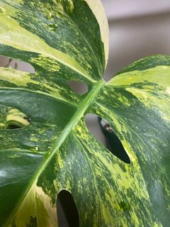 （分類：）位於 。 由 matapathivara 提交（商品編號 1232252826，圖片 1）。簡介： 。