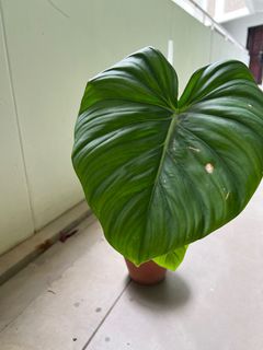 (Category: ) located in . Submitted by dan_plants (Listing ID 1232195834, Image 1). Description: .