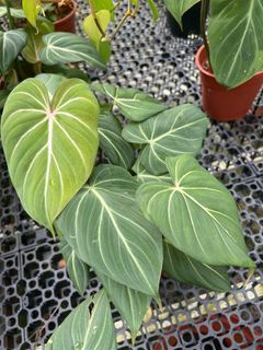 Philodendron gloriousum zebra