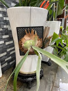 (Category: ) located in . Submitted by plantsparty (Listing ID 1232154440, Image 1). Description: .
