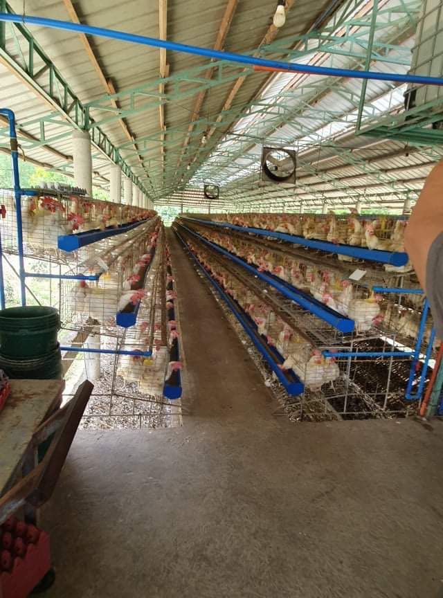 Poultry Farm For Sale!, Property, For Sale, Lot on Carousell