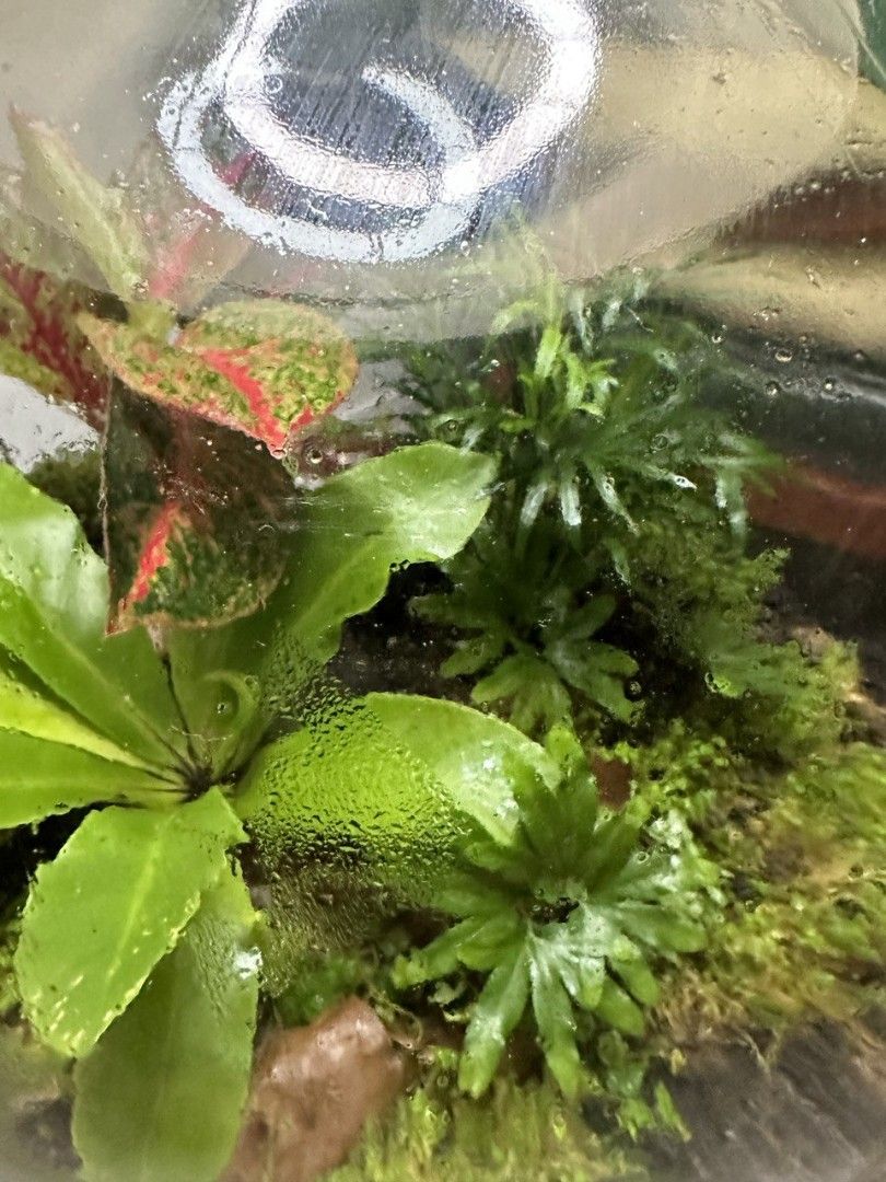 SelfSustaining Ecosystem Closed Terrarium Lamp, Furniture & Home