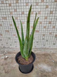 (清位) 食用藥用美容蘆薈 Aloe Vera