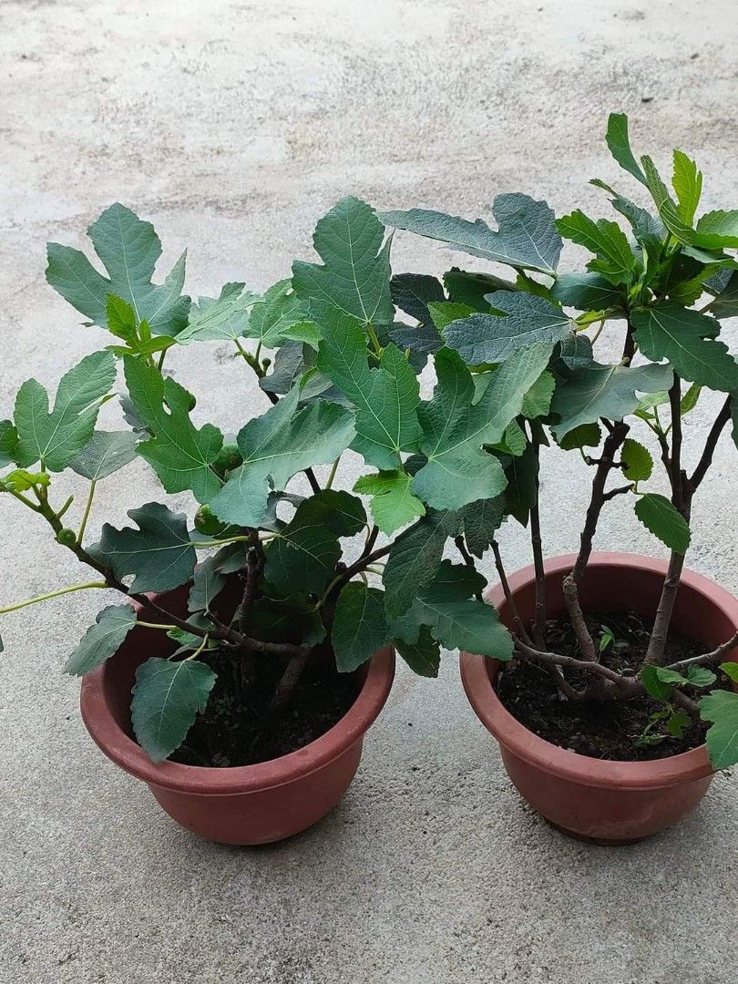 Boji Red Fig(), Furniture & Home Living, Gardening, Plants & Seeds on  Carousell