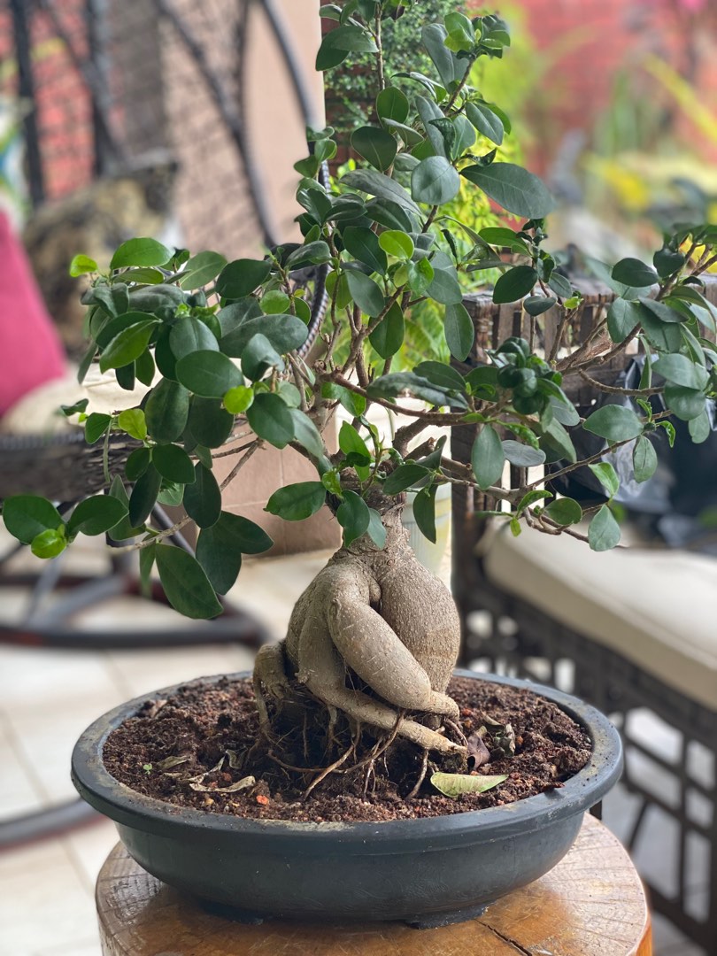 Bonsai plant, Furniture & Home Living, Gardening, Plants & Seeds on