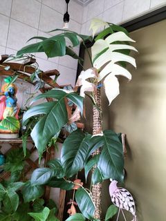 (Category: ) located in . Submitted by askrishnanunni (Listing ID 1230648416, Image 1). Description: .