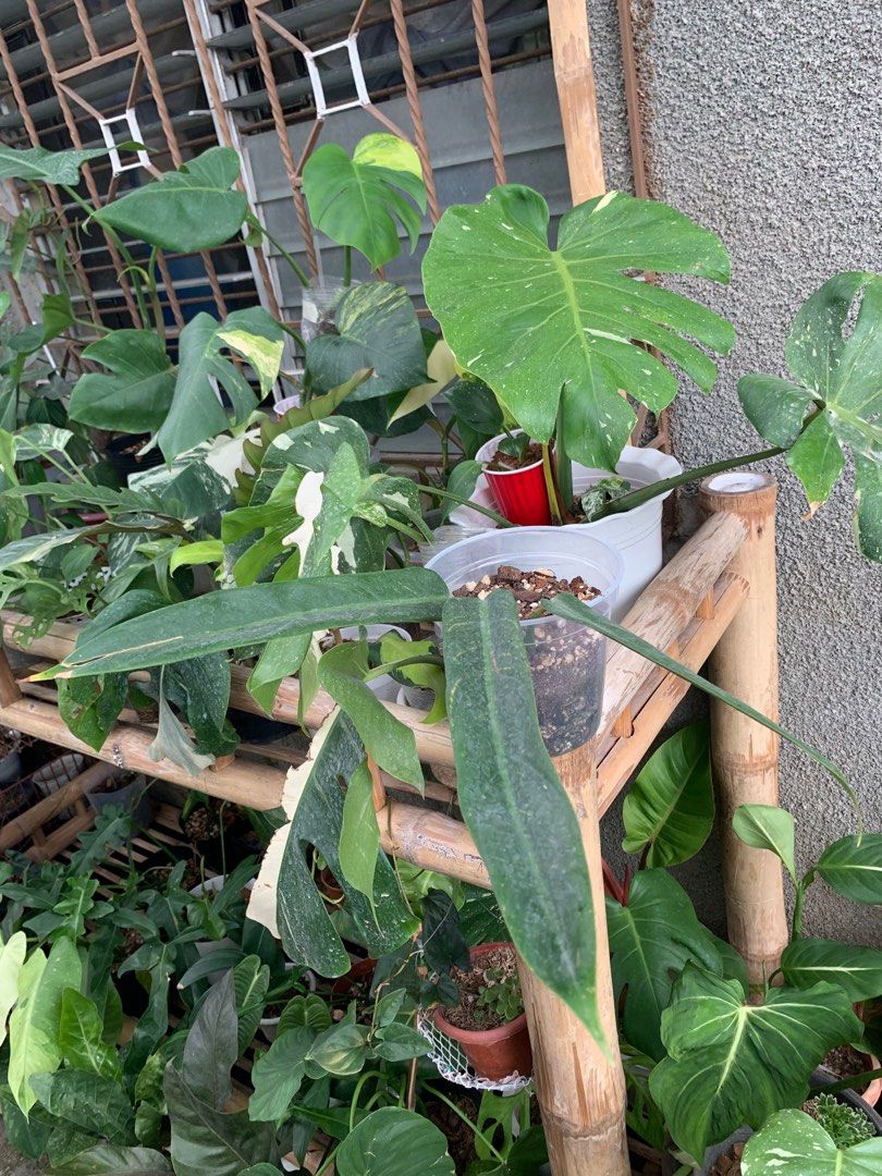 Philodendron Bicolor on Carousell