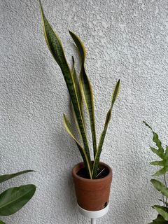 Snake Plant in Pot 22 in height