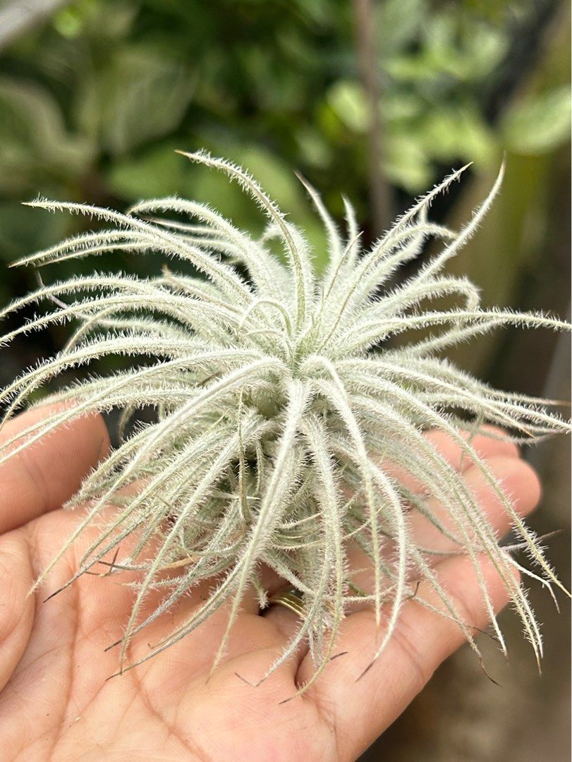 T. tectorum, Furniture & Home Living, Gardening, Plants & Seeds on ...
