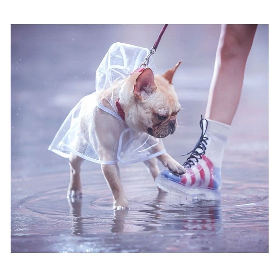 Puppy cheap in raincoat