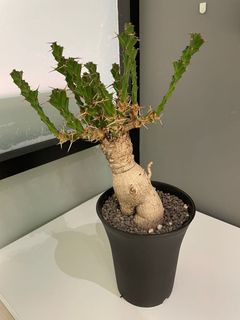 （分類：）位於 。 由 ub6340 提交（商品編號 1232580620，圖片 1）。簡介： 。