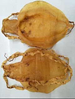 收購珍藏品花膠頂級老貨 金錢膠 蜘蛛膠 第一代石肚 紅雞赤嘴 台山赤嘴