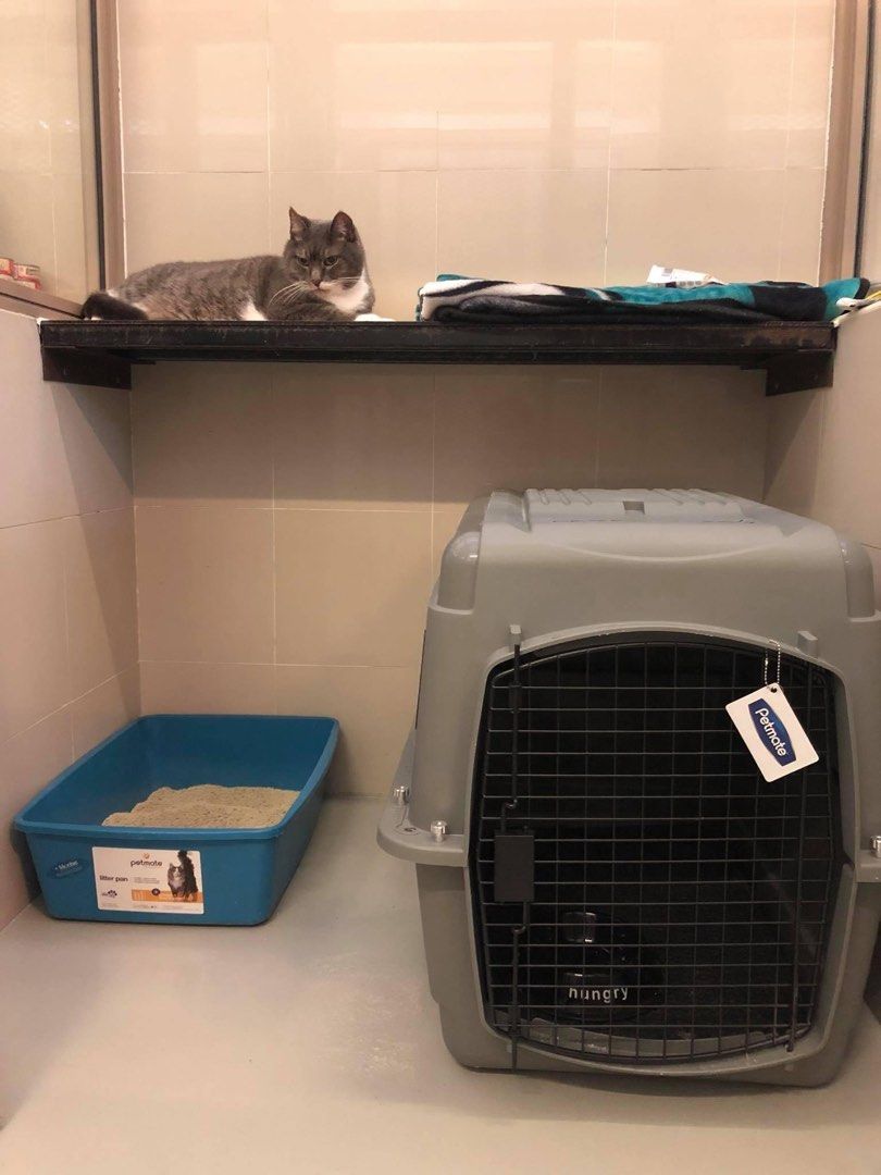 Cat sales kennel size