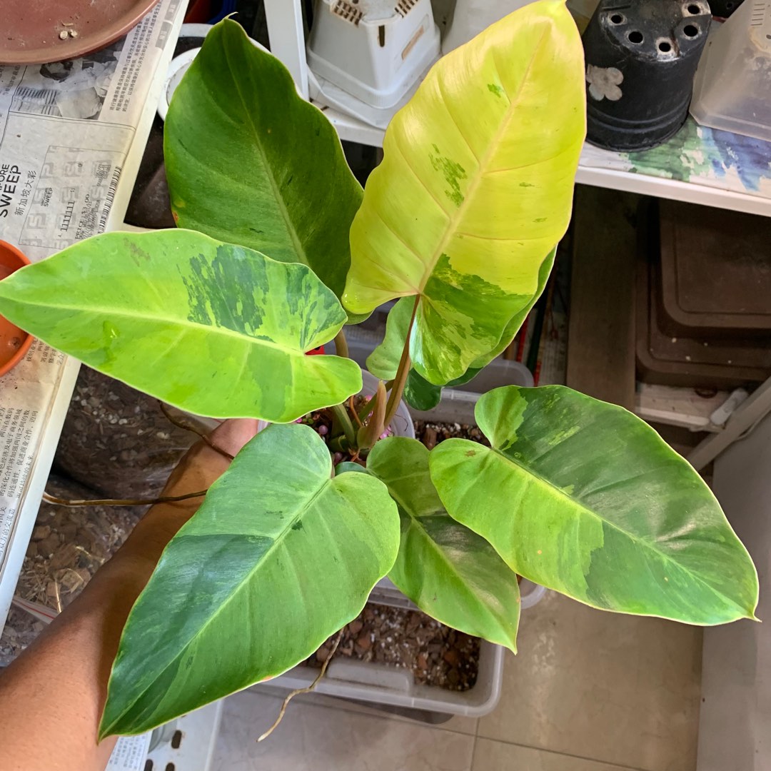 Philodendron Jungle Fever Variegated (FREE DELIVERY), Furniture & Home