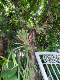 (Category: ) located in . Submitted by plantsparty (Listing ID 1232596841, Image 1). Description: .