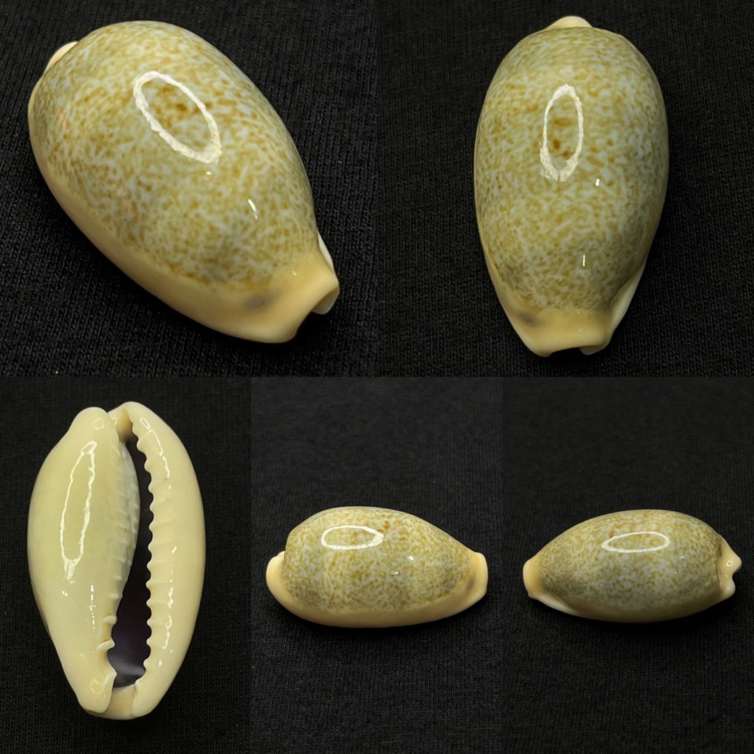 Seashell Wandering Cowry, Hobbies & Toys, Memorabilia & Collectibles ...