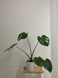 （分類：）位於 。 由 sevenmimi 提交（商品編號 1232818134，圖片 1）。簡介： 。