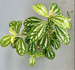 ☘️ Gardening ☘️ Collection item 1