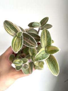 （分類：）位於 。 由 letsplant.hk 提交（商品編號 1232695037，圖片 1）。簡介： 。