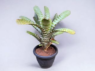 Bromeliad Aechmea Chantinii