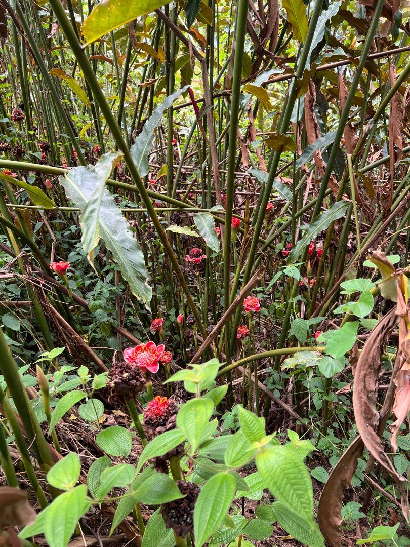 Etlingera Elatior red torch ginger rhizom kantan merah, Furniture