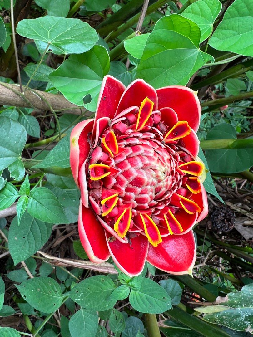 Etlingera Elatior red torch ginger rhizom kantan merah, Furniture