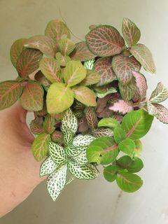 (Category: ) located in . Submitted by petstyle888 (Listing ID 1232694179, Image 1). Description: .