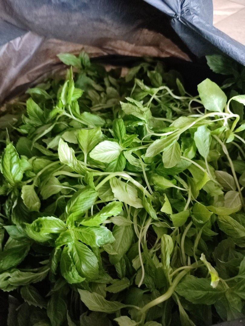 Fresh Thai basil, Furniture & Home Living, Gardening, Plants & Seeds on