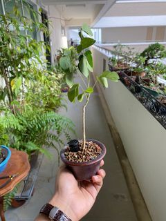 Samanea Saman Bonsai / Plant