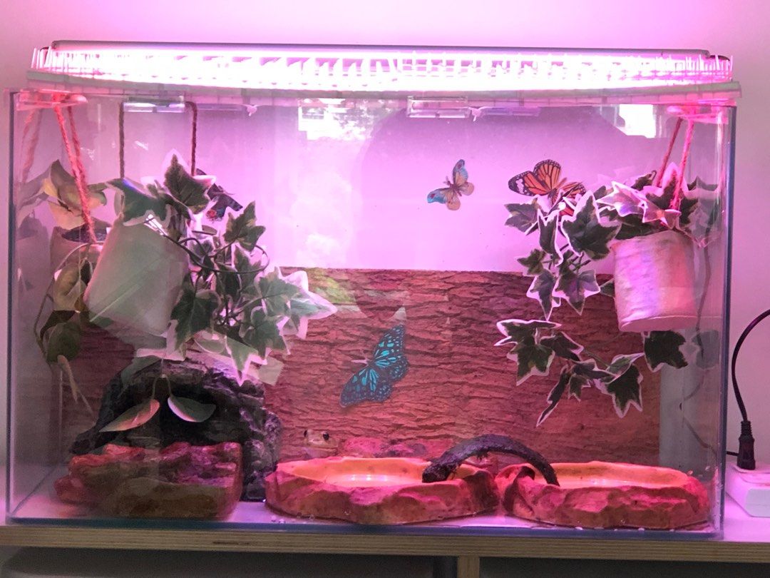 Tortise/Frog Terrarium/Fish/HamsterTank, Pet Supplies, Homes & Other