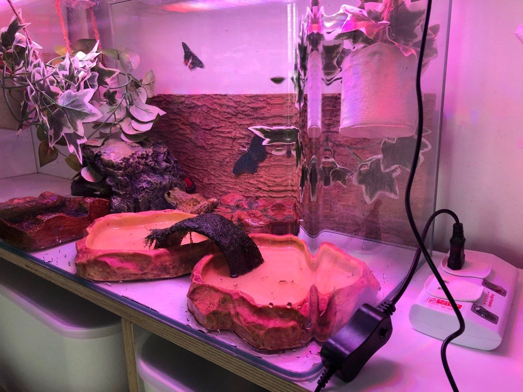 Tortise/Frog Terrarium/Fish/HamsterTank, Pet Supplies, Homes & Other