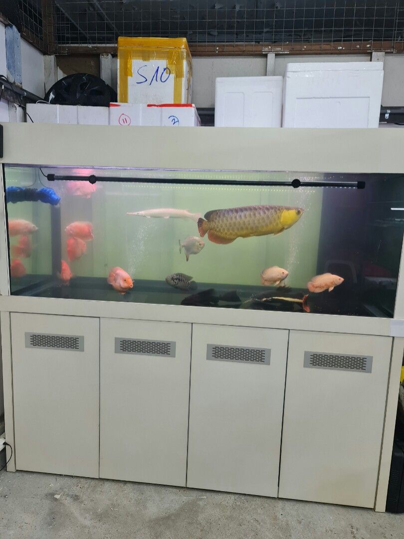 6ft Fish Tank With Cabinet Pet Supplies Homes Other Pet