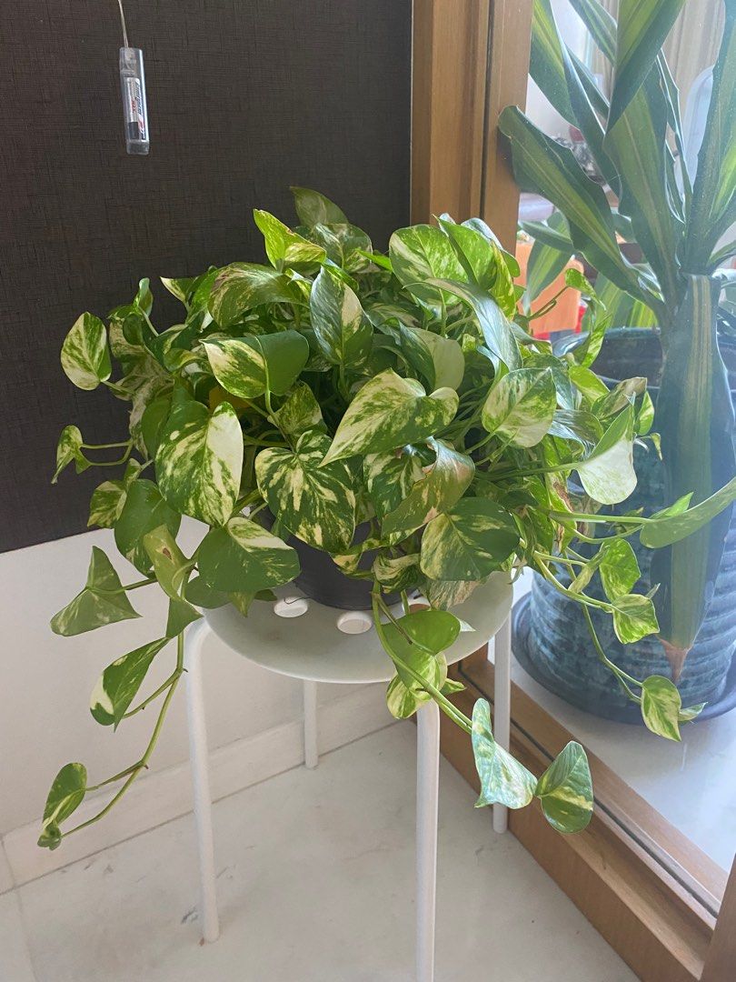 Assorted indoor plants for sale, Furniture & Home Living, Gardening