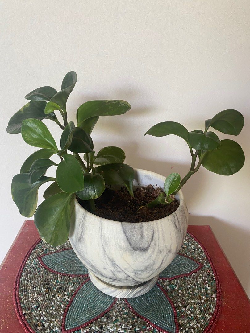 Assorted indoor plants for sale, Furniture & Home Living, Gardening