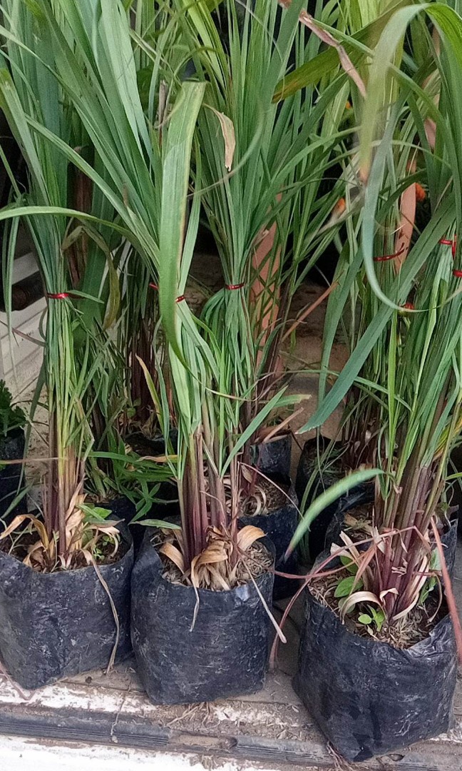 Citronella grass on Carousell