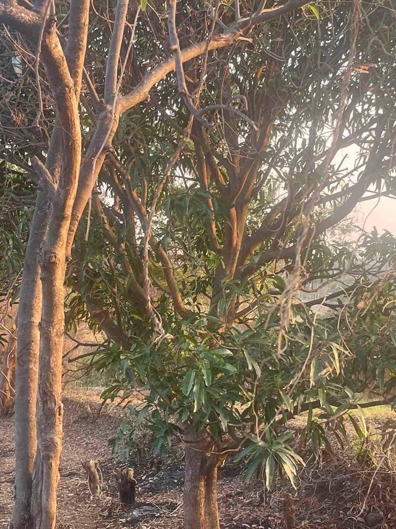 Farm Lot Calatagan, Batangas, Property, For Sale, Lot on Carousell