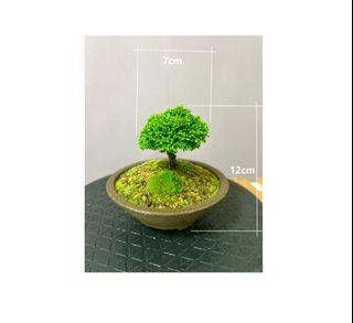 Japanese Bonsai, Bonsai Collection item 1