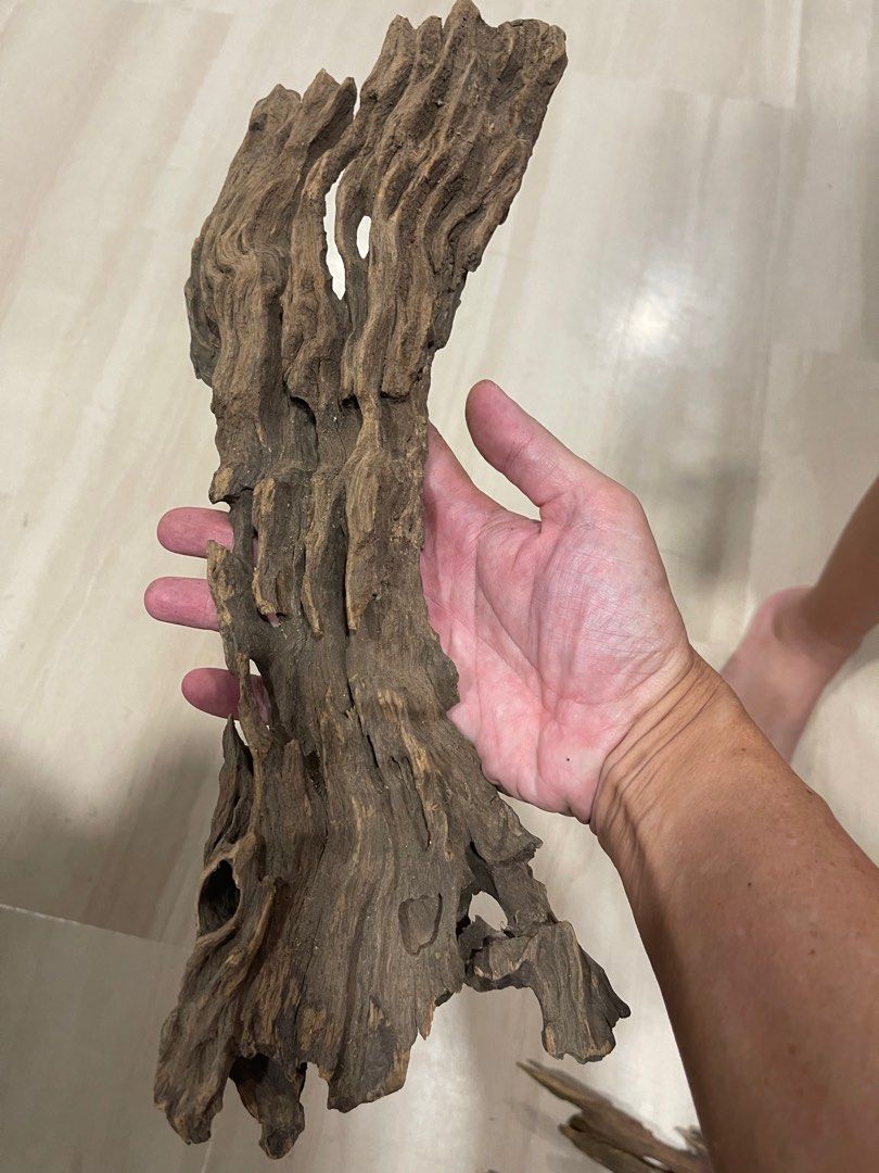 Premium shrimp pleco driftwood with multiple holes, Pet Supplies, Homes