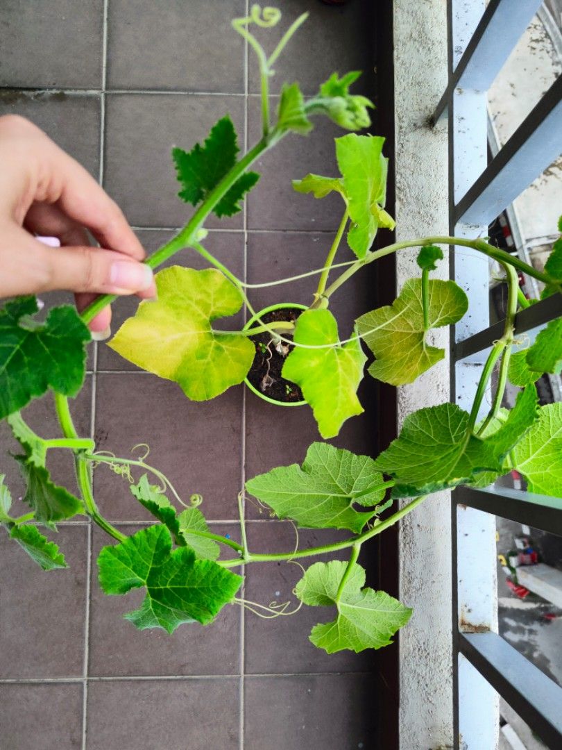 Pumpkin creeper plant in pot edible vegetable fruits indoor outdoor