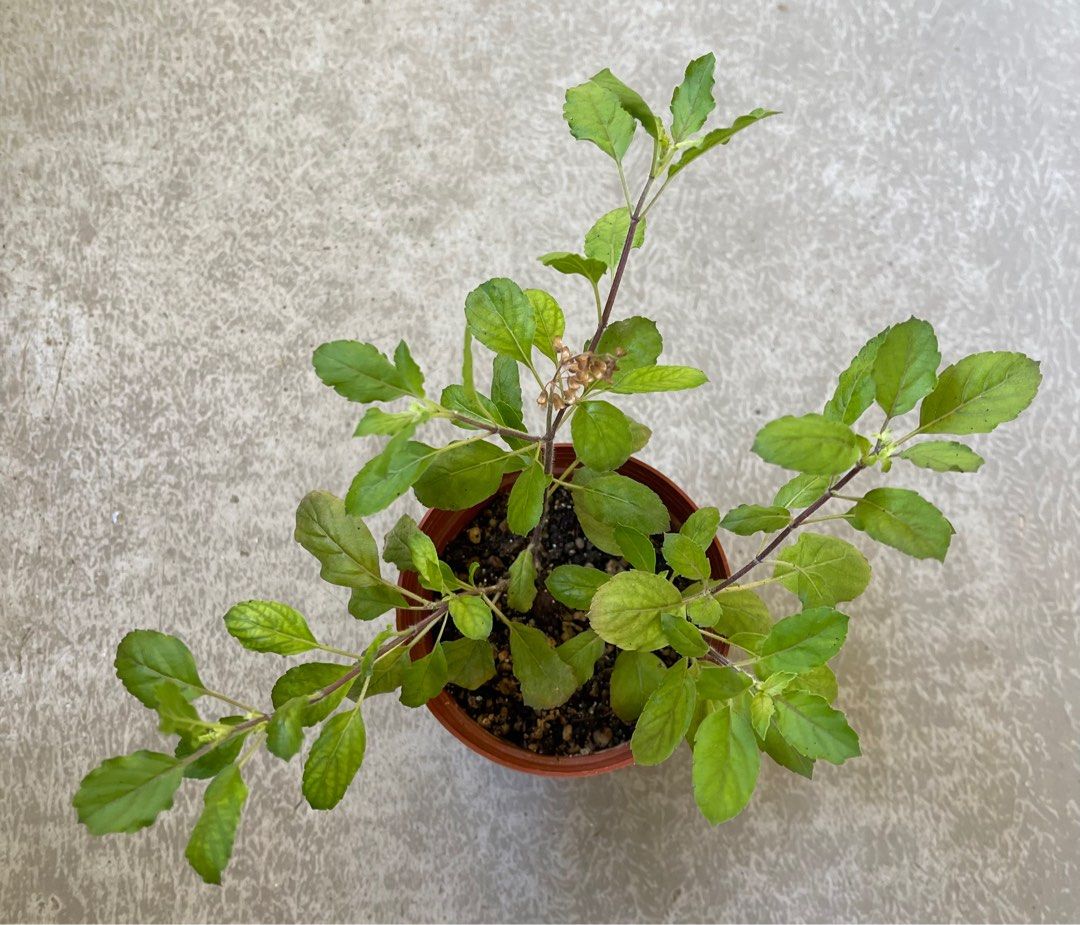 Tulsi aka Holy Basil plants, Furniture & Home Living, Gardening, Plants