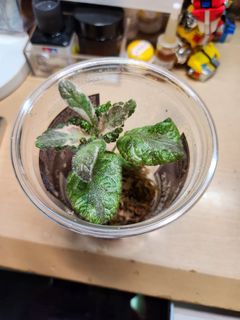 （分類：）位於 。 由 lungma99 提交（商品編號 1227194759，圖片 1）。簡介： 。
