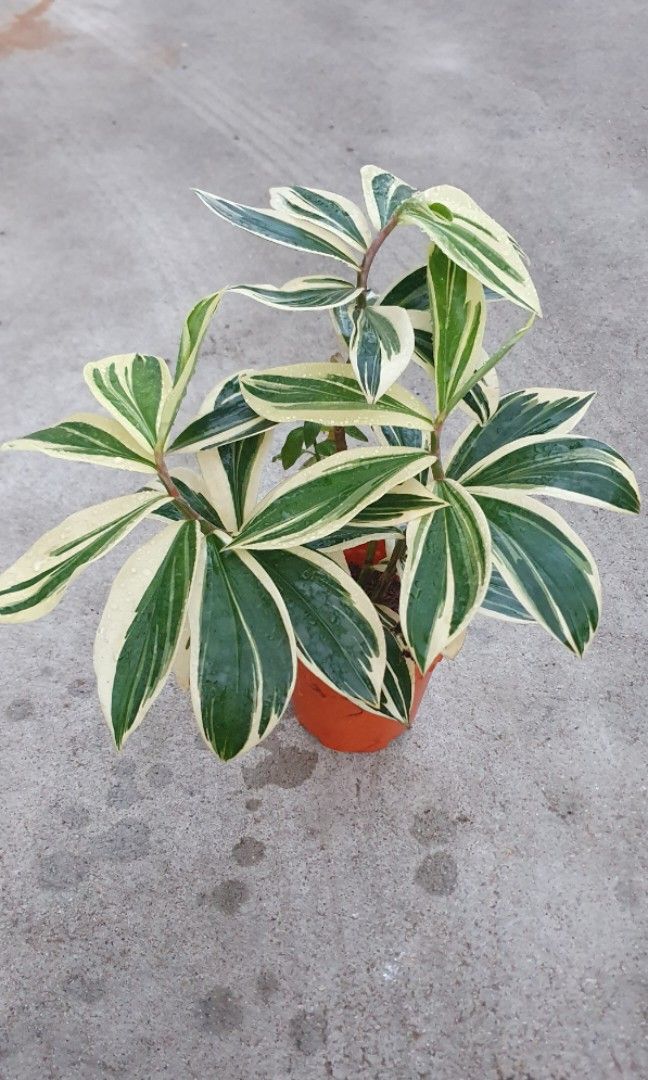 Costus Arabicus variegata (15cm pot), Furniture & Home Living ...