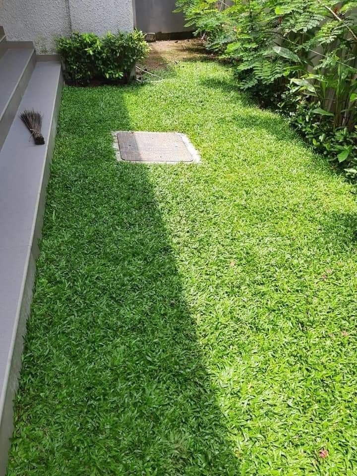 Pearl grass