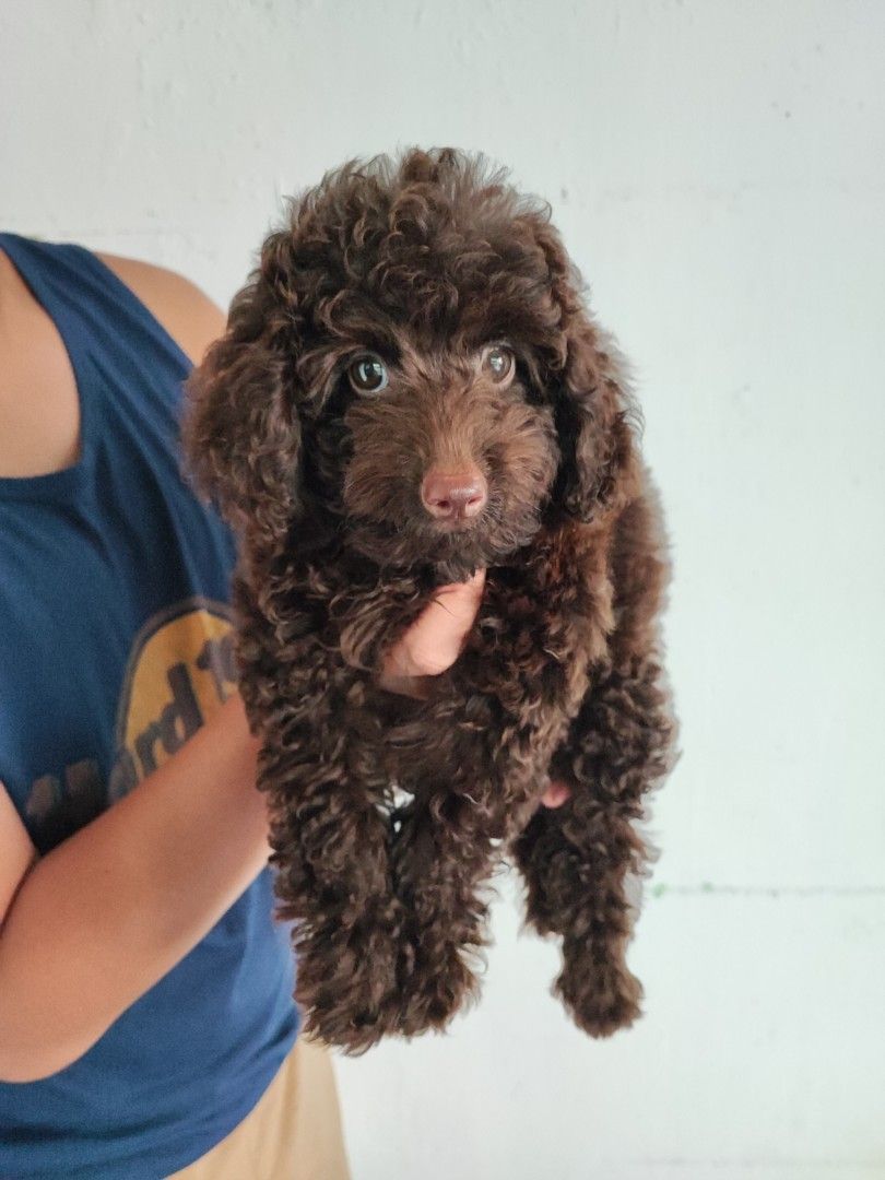 Toy Poodle Choco Serba Serbi Others di Carousell