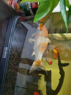 (Category: ) located in . Submitted by jayloh2003.1 (Listing ID 1233099425, Image 1). Description: .