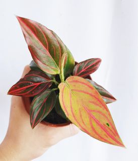 Aglaonema Red Vein